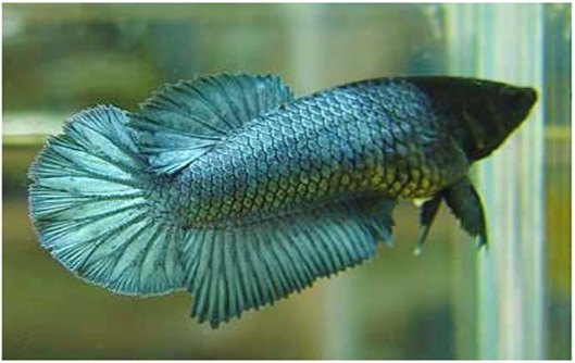 female betta fish care 01